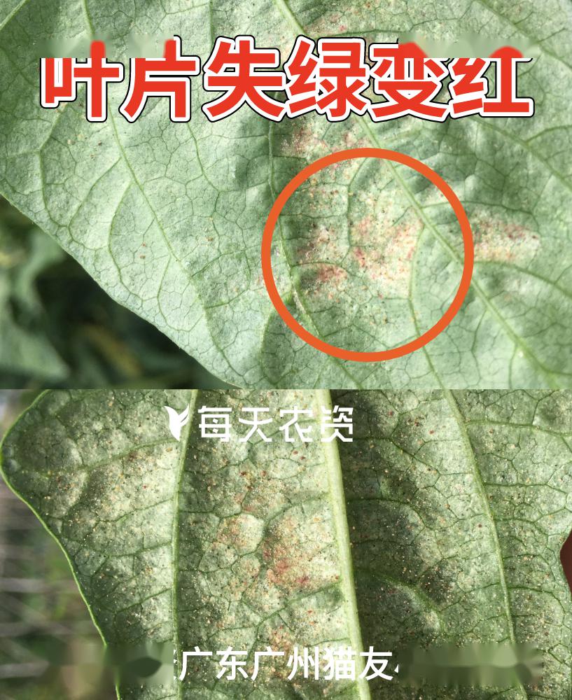 红蜘蛛,发生初期,成,幼螨群聚豆角叶片背面吸取汁液,叶片开始褪绿,会