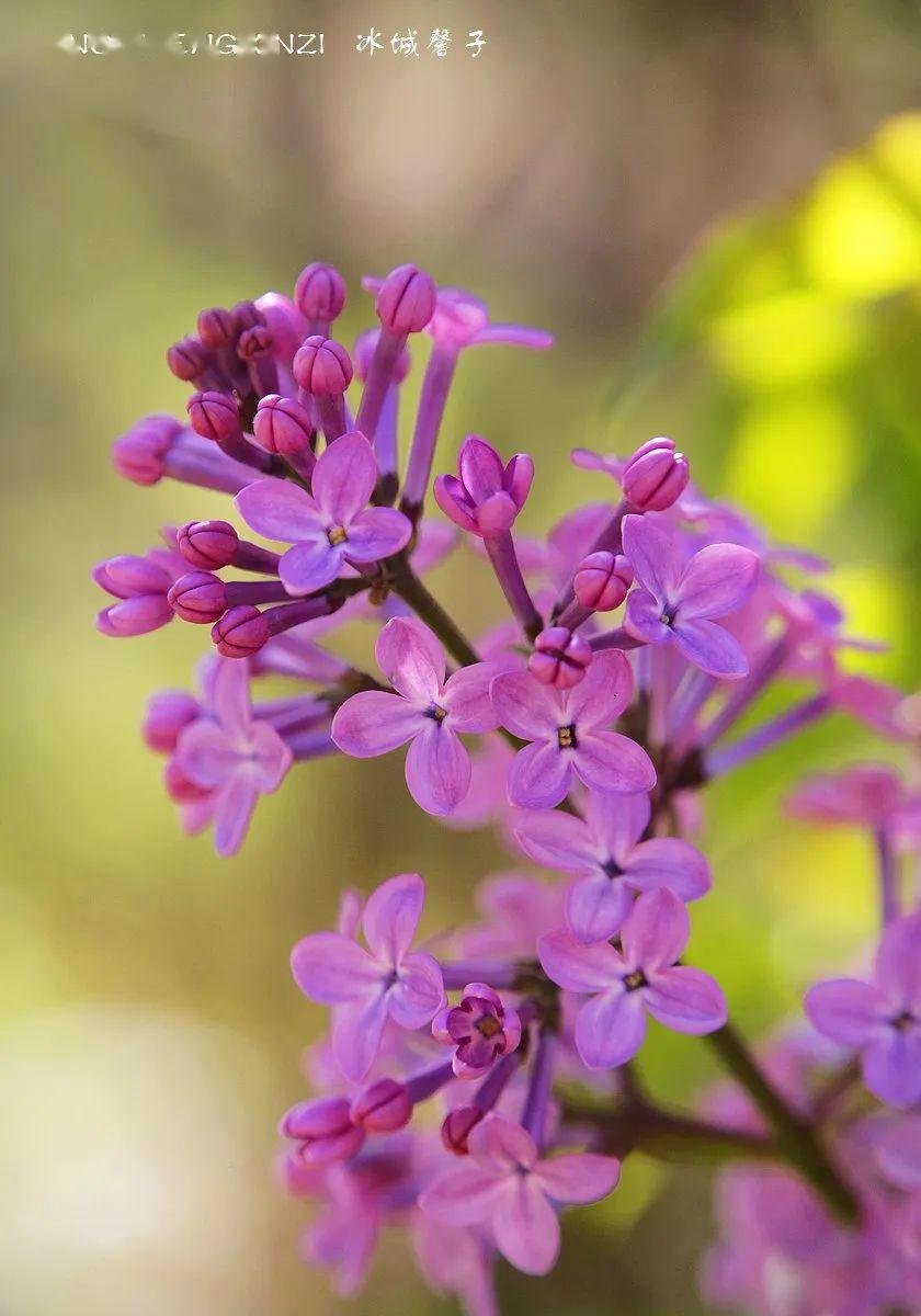 哈尔滨的紫丁香