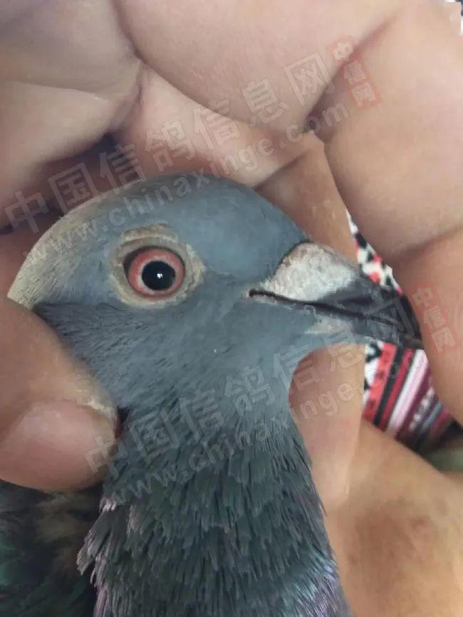 独家川鸽千公里首羽归巢鸽风采抢先看