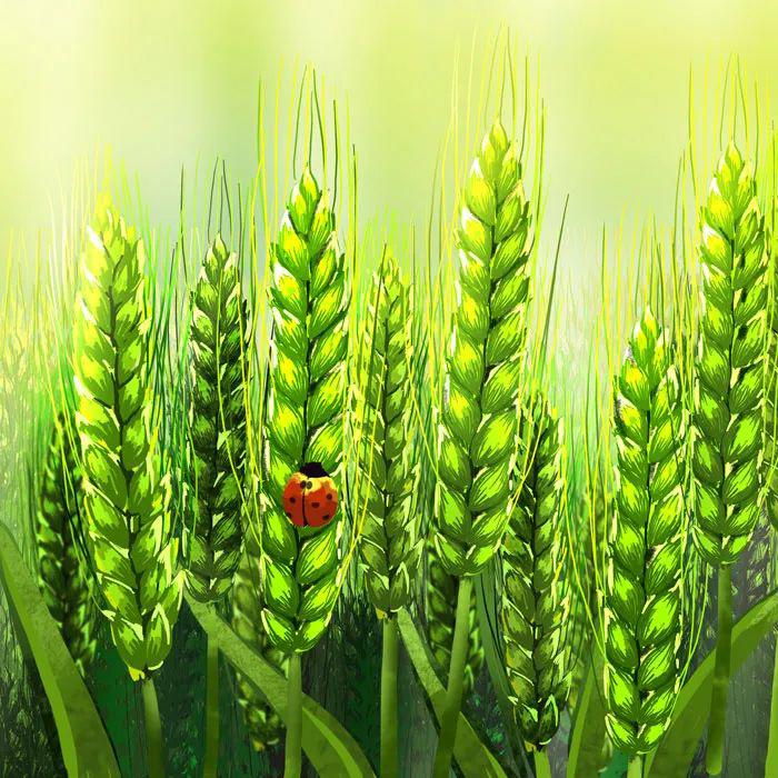 人间最美是小满人间小满人生大福