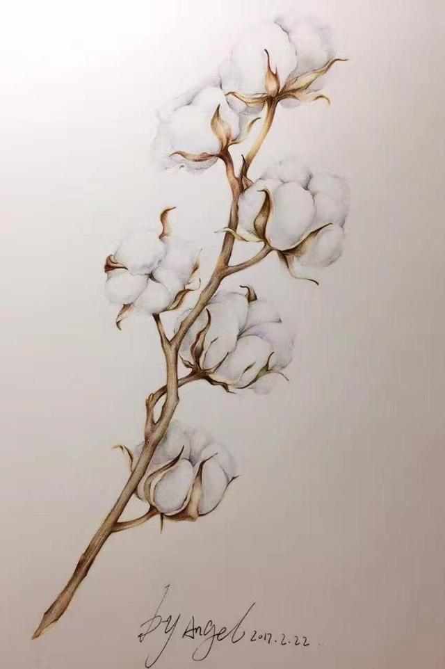 「0基础学彩铅」彩铅入门级教程,画一支棉花