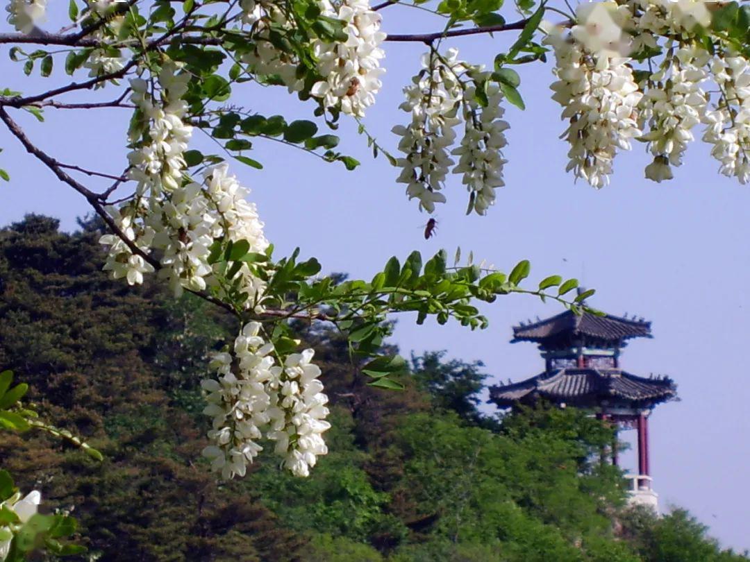 花开迎宾仰天山第十六届高山槐花节开幕