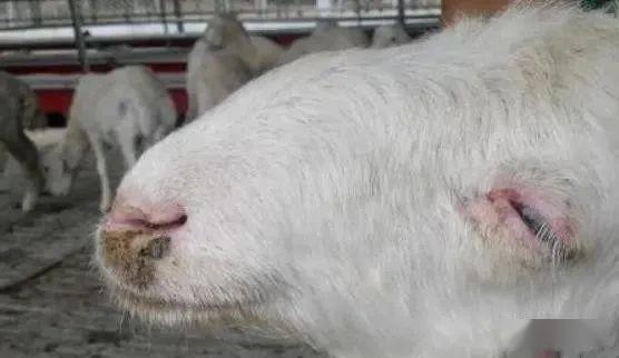 羊高烧不退基本上是这3种原因