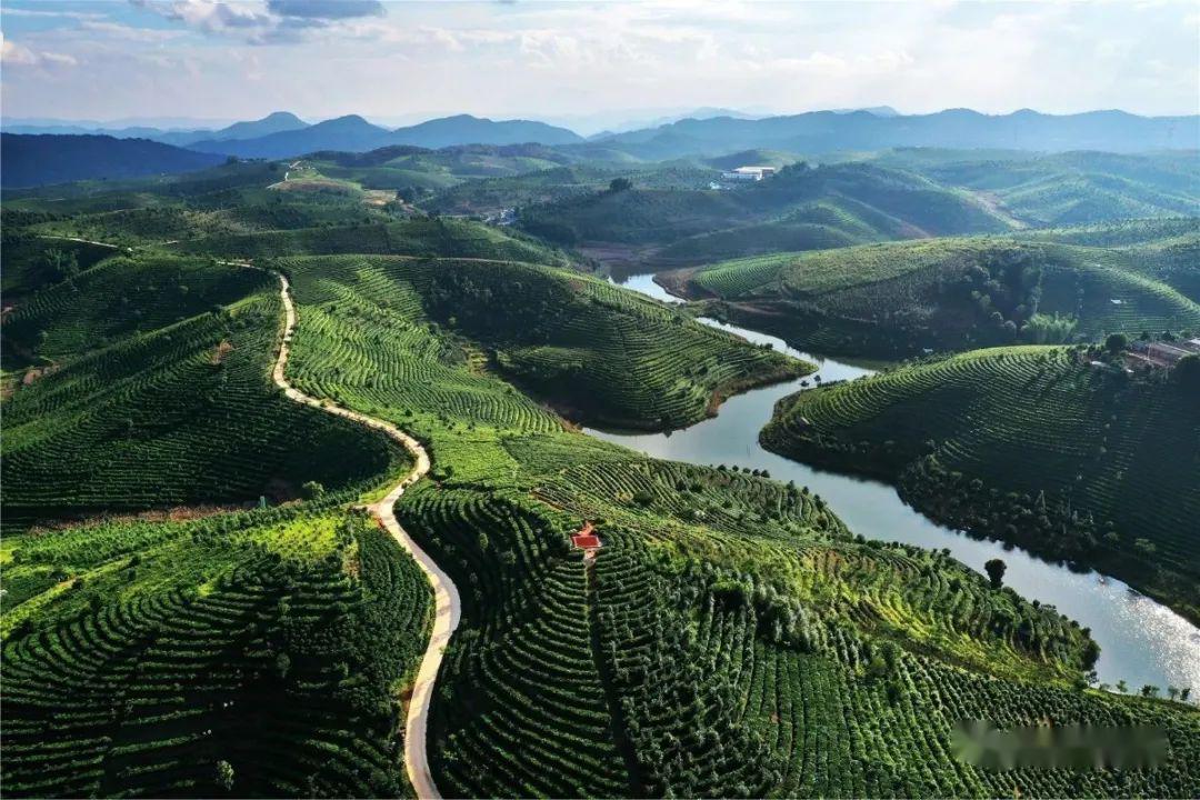生沱(左右滑动进行翻看)西双版纳大的有澜沧江以北六大茶山和以南六大