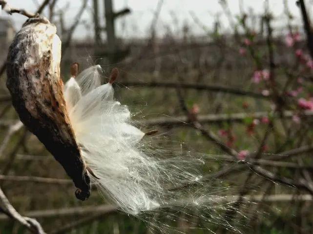 倪熊根植在千年诗经里的萝藦图文
