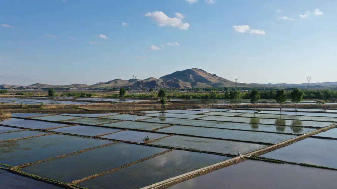今日小满,乌市水稻插秧拉开帷幕_水田