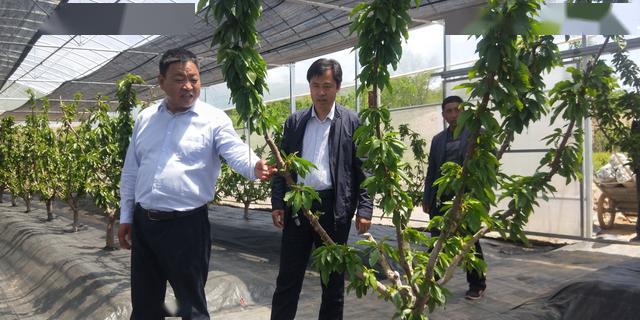 典型引领通渭返乡能人常海增邀您共赴山楂树之约