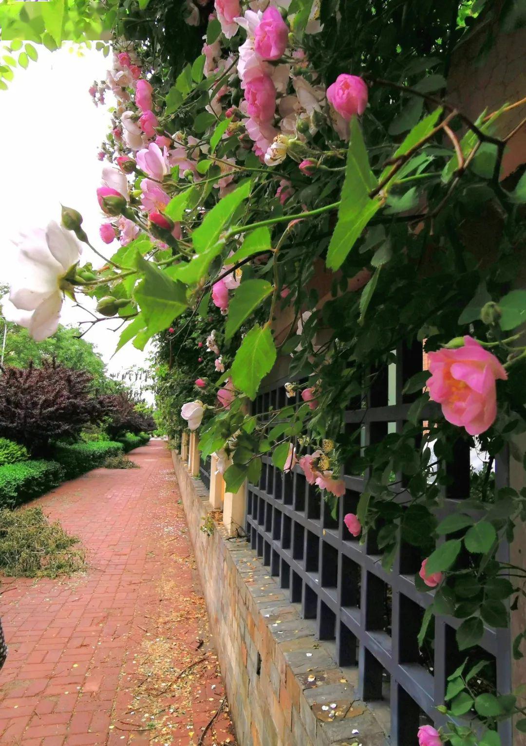 这条颜值超高的"蔷薇花路" 就是港陆花园小区南门墙外 "水晶帘动微风