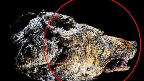 西伯利亚发现巨型狼头骨已有4万年历史头长是普通狼的2倍