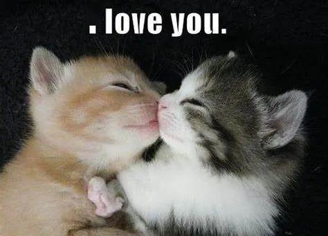 猫这10个动作是在说「我爱你」!爱猫咪,你就必须做好三件事