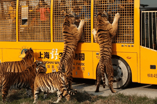 540_360gif 动态图 动图