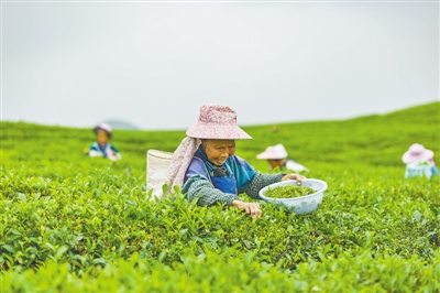 5月21日,贵州省安顺市西秀区双堡镇茶农在茶园采摘茶叶. 新华社发
