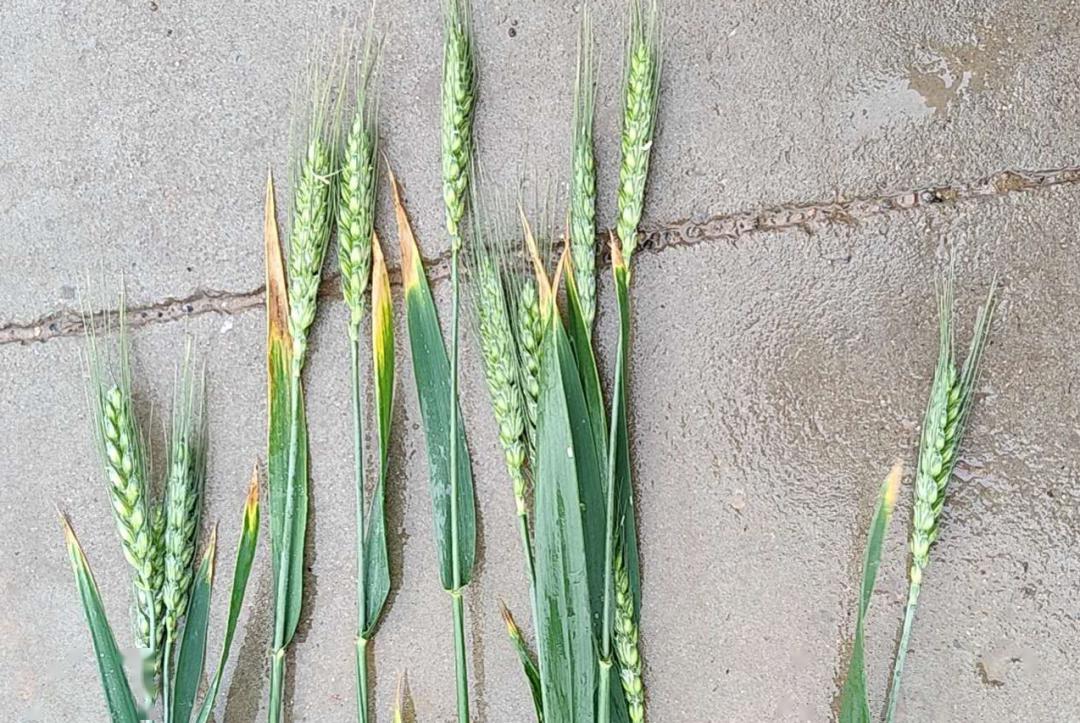 旗叶干尖又来了而且今年非常重