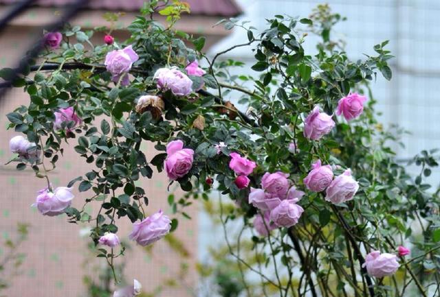 新手藤本月季品种推荐,收好