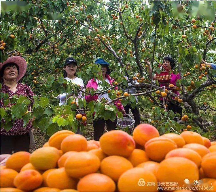 这边杏子已微丹,那边枝头闹正喧.