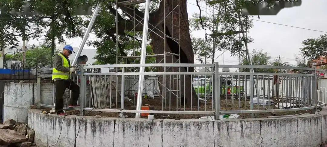 石景山一级国槐古树正复壮gis将助力名木保护信息化管理