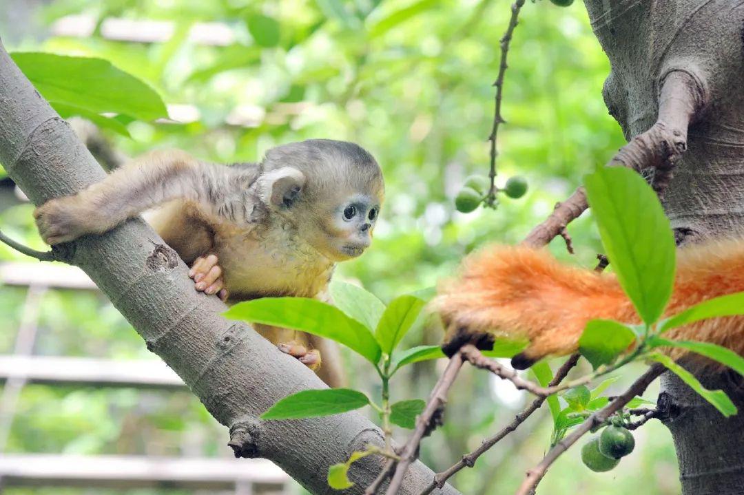赞生物多样性之神奇为新生小金猴起个名字吧