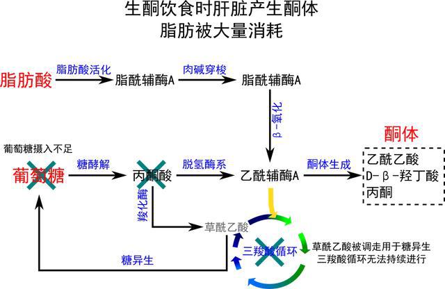 减肥必看文章,一篇足够_脂肪