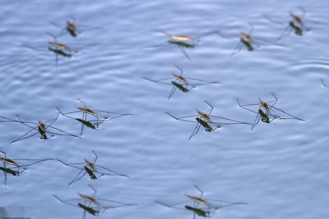 把水的波纹当密码在水面进行水上芭蕾的微型滑水运动员