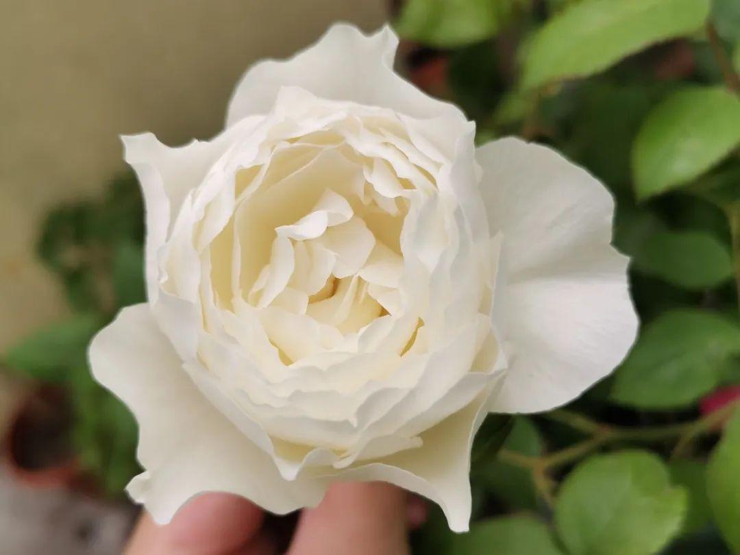 10种小众花,客厅养一盆,特别有品位!