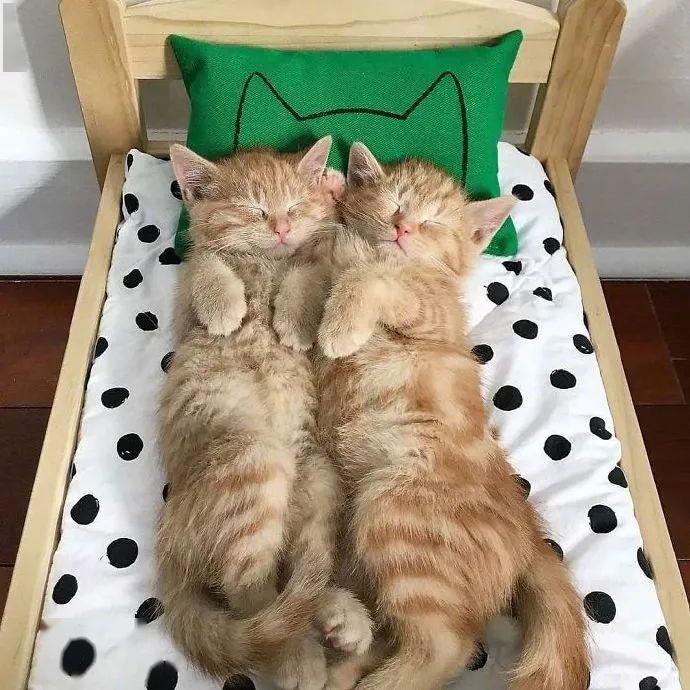 猫咪乖乖睡在小床上,是今日份的可爱治愈呀