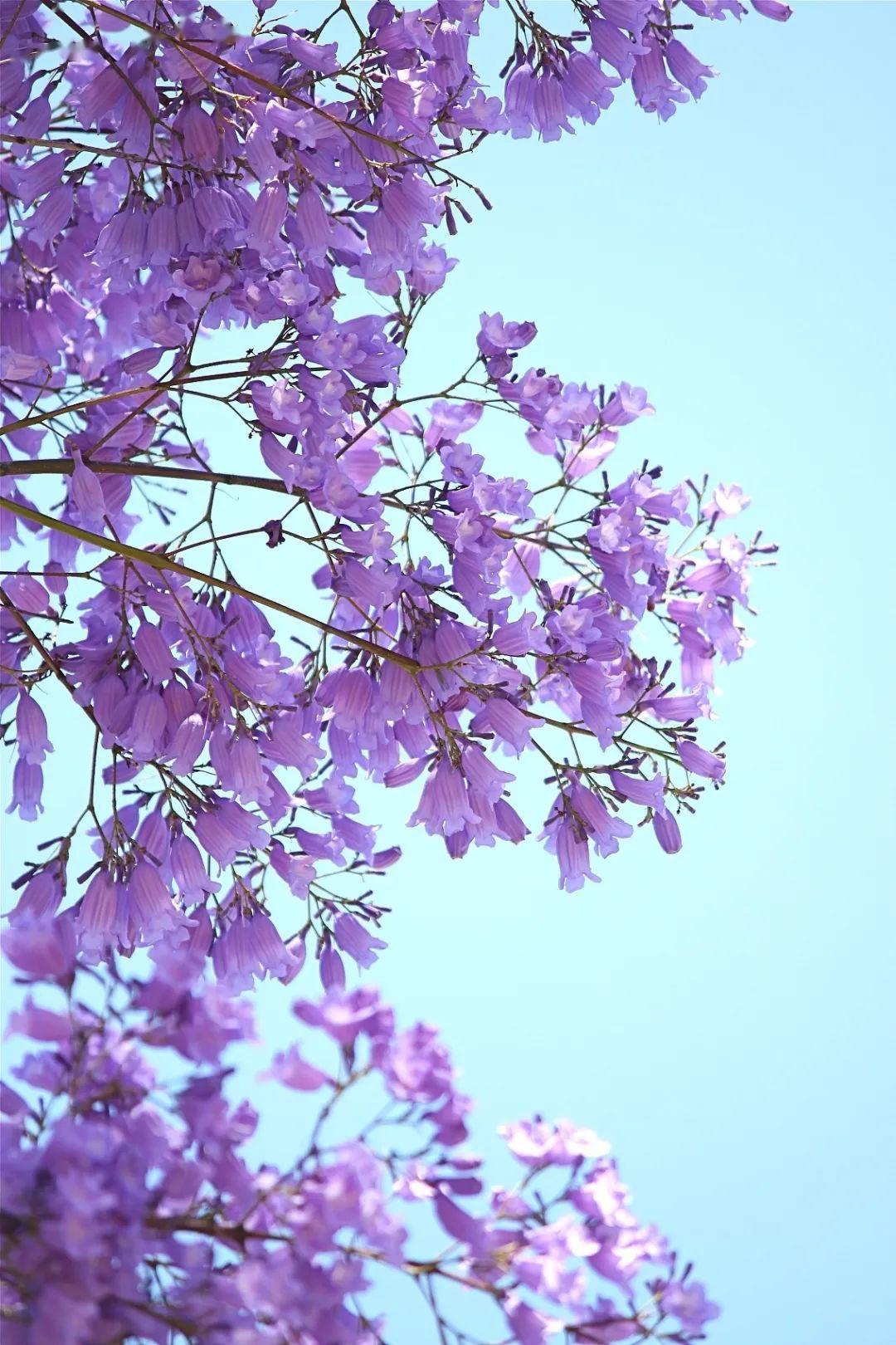 刷爆朋友圈的梦幻花海比普罗旺斯更浪漫又一次惊艳全国