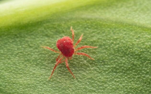 彻底消灭红蜘蛛,阿维菌素用法知道,虫螨克星,不怕治不了