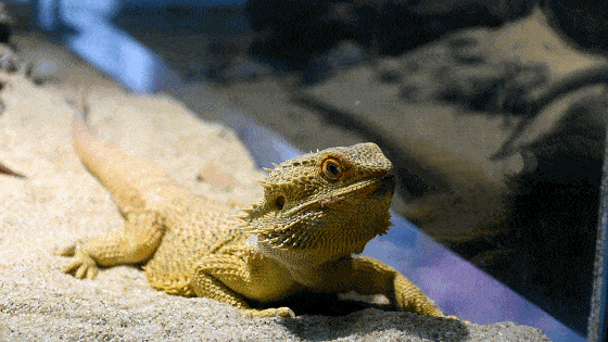 顺德海洋公园免费玩这里让人去了还想去