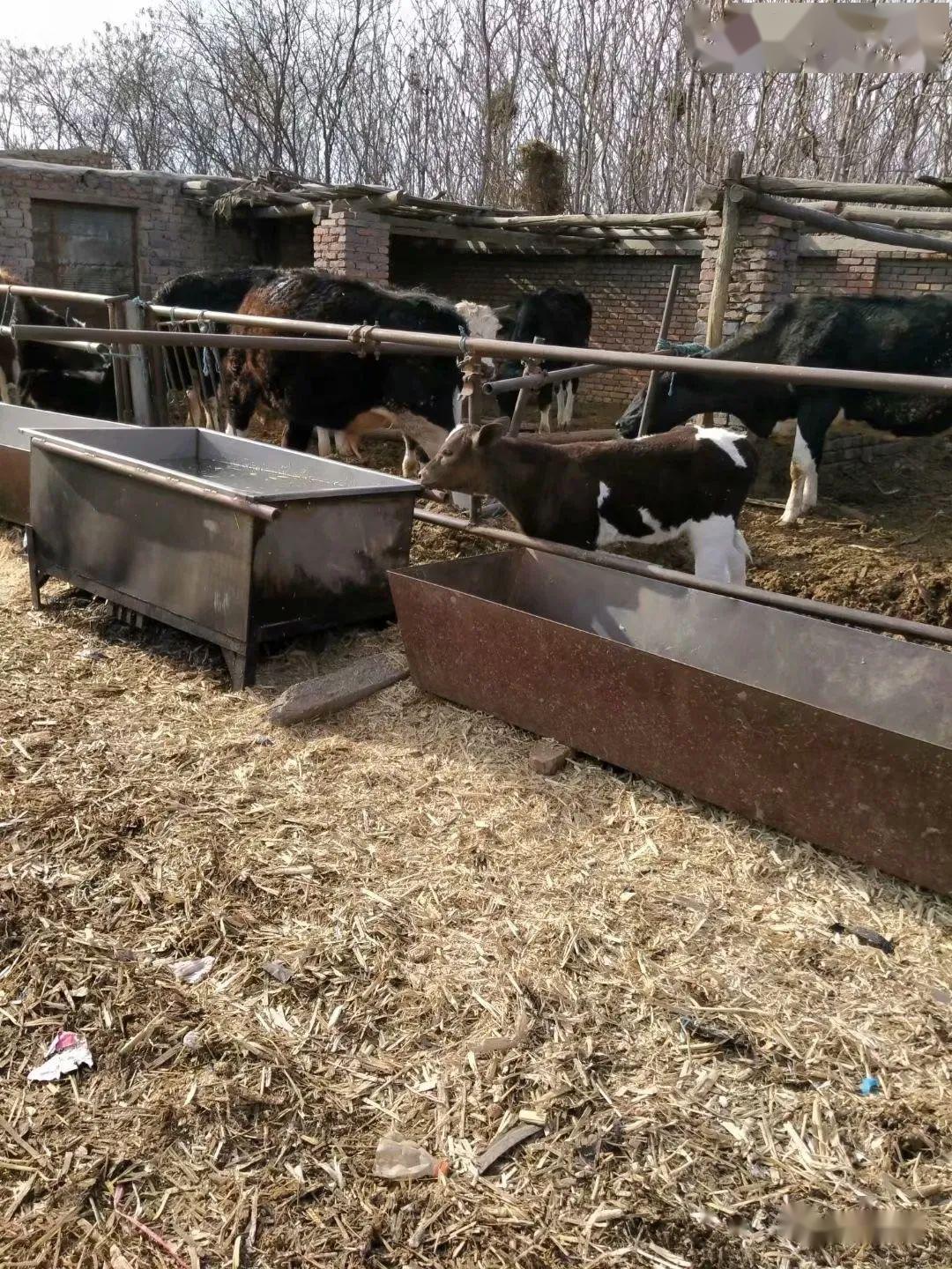 没事去牛圈铲铲牛粪,真的挺好