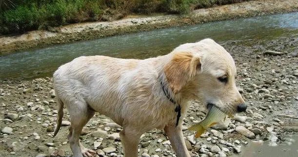 会抓鱼的狗照这抓鱼速度养活主人没一点问题