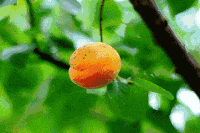 瞧咱具茨山下的农交会