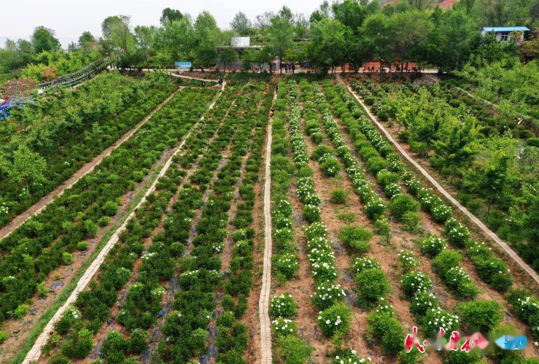 當晚牡丹遇上早芍藥臨夏鳳凰山不是一般的美67