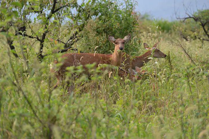 小鹿有了"小小鹿"啦
