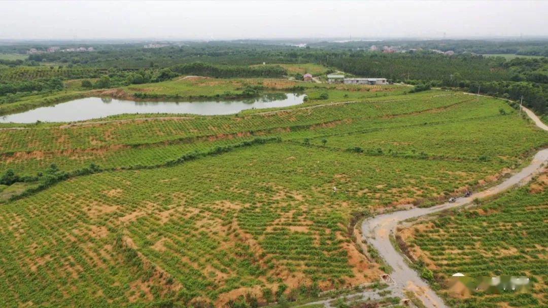 眼下正是金银花大面积盛开的季节,这些天,在杨圩镇新建上邓村,430亩的