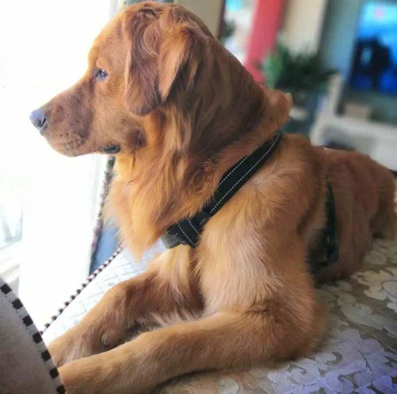 千元寻狗成都市武侯区文昌段新苗加油站旁丢失金毛犬一只