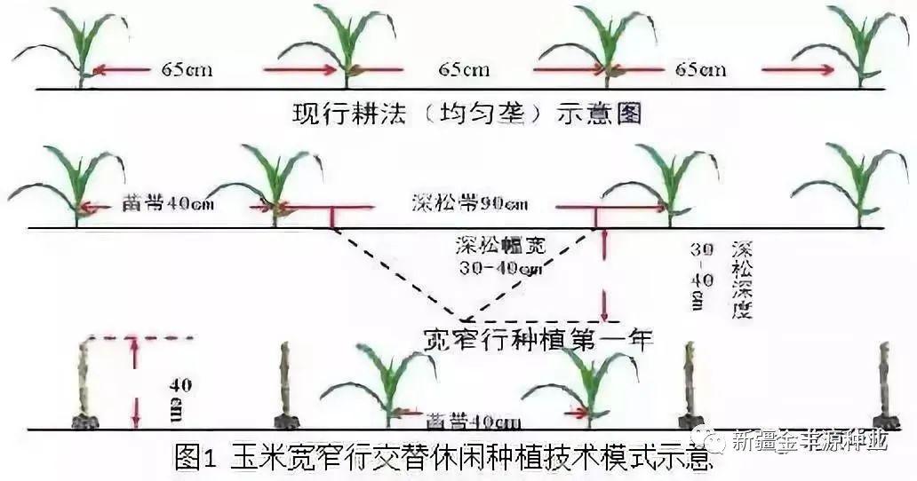 玉米宽窄行种植技术