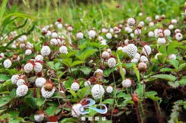 每年的四月底五月初,在略阳山区,有一种家喻户晓的野生水果,漫山遍野