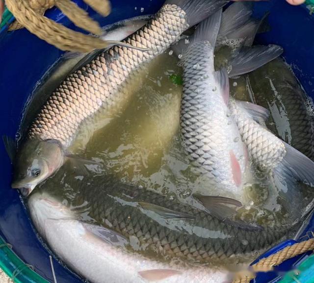 市场流通顺畅,六七月份草鱼鲫鱼价格还会更高?_手机搜狐网