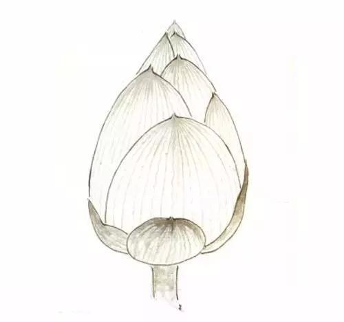 简单小教程,工笔荷花花苞,莲蓬的画法