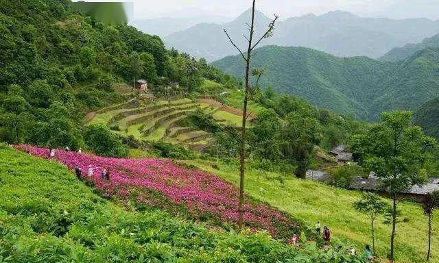 丁礼康将中药材产业确立为安康经济发展主导产业897专访