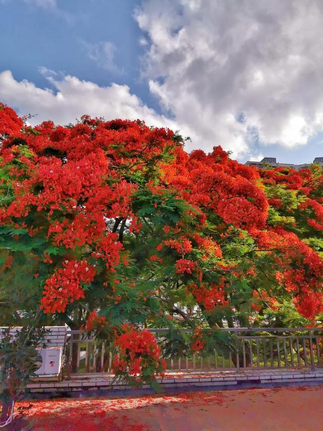 泛起别样涟漪每个人都有关于凤凰花的青春故事这一片红红火火惊艳到