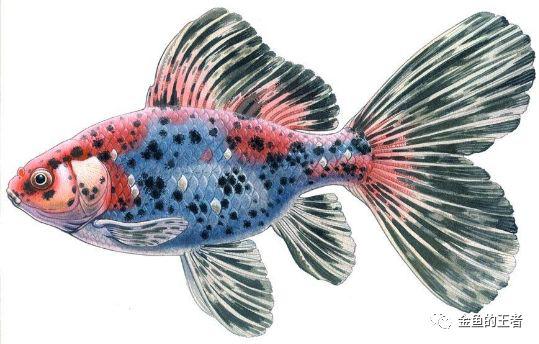 品鉴两种金鱼一个心形尾巴一个扇形尾巴漂亮又好养