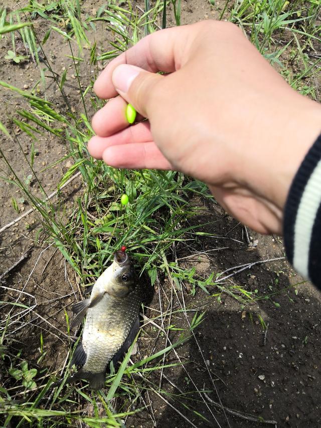 第一次钓吧嗒嘴,外带一尾小黑_黑鱼