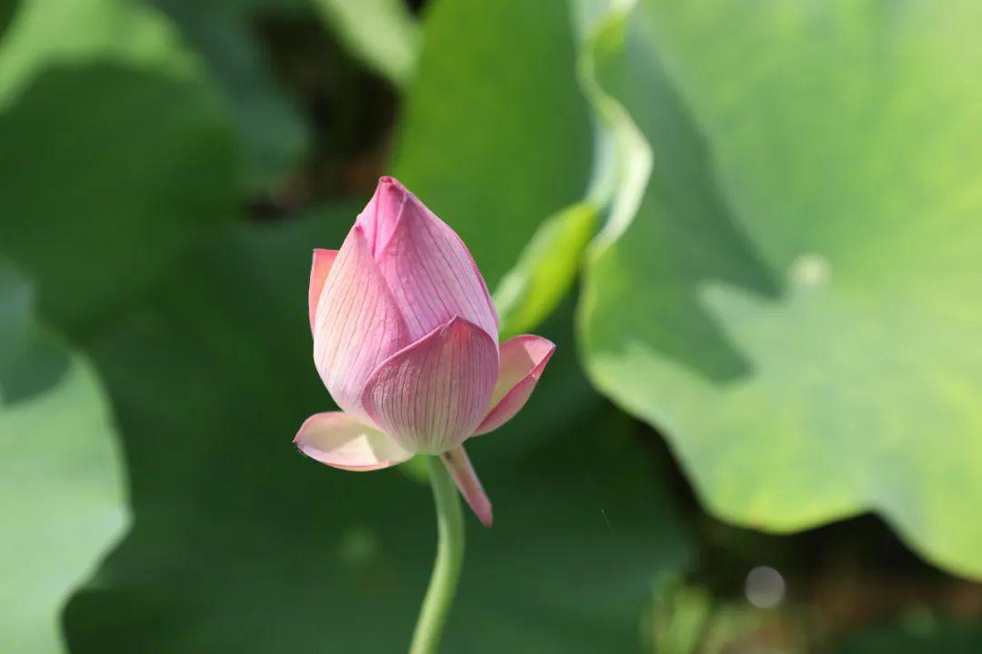 图图生态园现有 近百亩的建宁白莲 含笑伫立,娇羞欲语 嫩蕊凝珠,盈盈