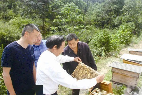 宁乡这位养蜂能人了不起不仅自己脱贫摘帽还带动他人共同致富