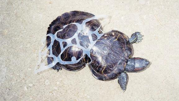 每年死于海洋垃圾的动物上千万,你以为只是污染?真相更令人绝望