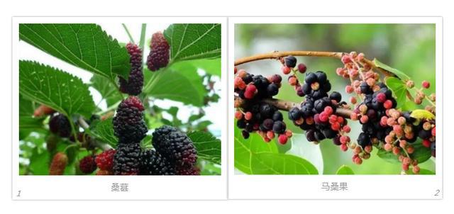 最近高发!已有多名孩子吃了这种"果子"中毒