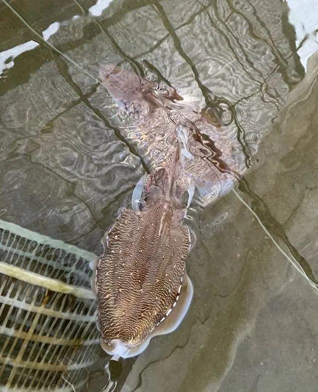 宁波首次在世界上实现虎斑乌贼大规模人工繁育加大其供应力度