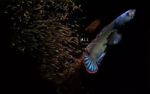 鱼友都知道非常漂亮的雷龙鱼,种类及喂食方法