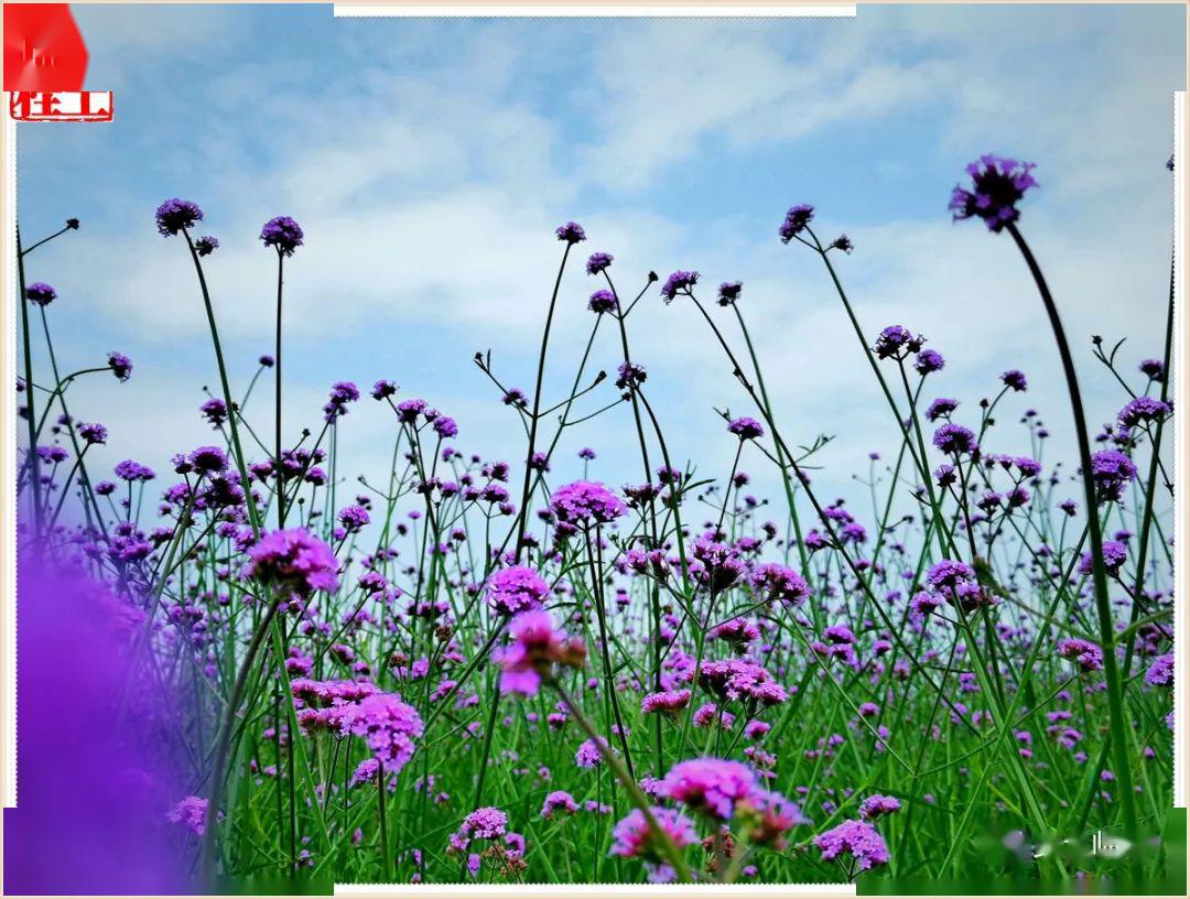 会仙湿地花海美丽引宾朋错峰出行更悠闲
